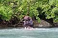 Alaska Wildlife-31